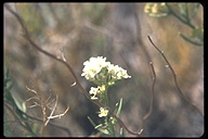 Desert Pepperweed