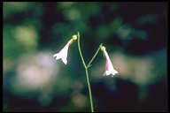 Linnaea borealis ssp. longiflora