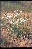Lomatium dasycarpum ssp. tomentosum