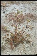 Eremalche rotundifolia