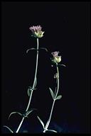 Monardella linoides ssp. oblonga