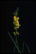 Narthecium californicum
