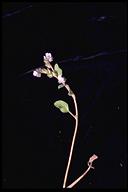 Phacelia congdonii
