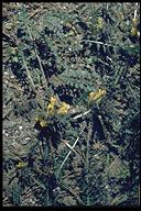 Pedicularis semibarbata