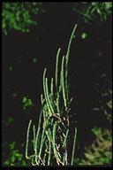 Salicornia pacifica