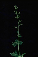Scrophularia desertorum