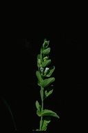 Scutellaria bolanderi