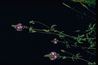 Sidalcea oregana ssp. oregana