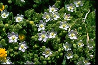 Spergularia macrotheca