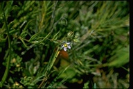 Spergularia macrotheca