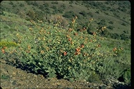 Desert-mallow