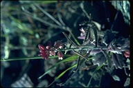 Streptanthus hispidus