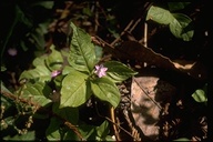 Trientalis latifolia
