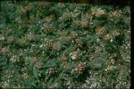Trifolium andersonii ssp. andersonii