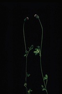 Trifolium bifidum