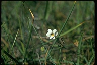 Viola ocellata