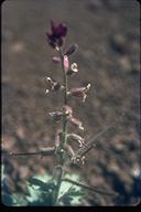 Streptanthus hispidus
