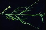 Thysanocarpus laciniatus var. crenulata