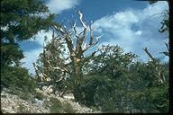 Pinus longaeva