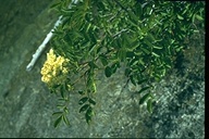 Sambucus nigra ssp. canadensis