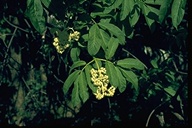 Sambucus racemosa var. racemosa