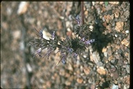Salvia sonomensis