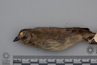 Camarhynchus parvulus x Certhidea olivacea