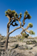 Yucca brevifolia