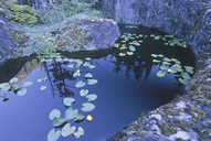 Rocky Mountain Pond-lily