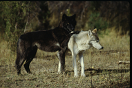 Canis lupus occidentalis