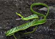Long-nosed Vine Snake
