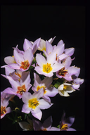 Exacum divaricatum ssp. latifolium
