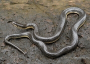 Cat-eyed Water Snake