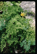 Aquilegia chrysantha