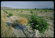 A young orange grove with drip irrigation at Borrego Springs, California