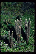 Lycopodium crassum