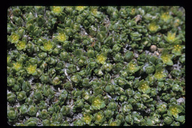 Alpine Nailwort