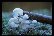 Marasmiellus Mushroom