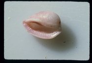 Pedicularia californica ovuliformis