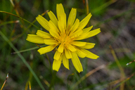 Microseris borealis