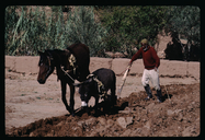 Plowing near Aitbenhaddou Casbah, near Ouarzazate, Morocco