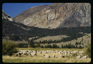 Sheep grazing near the Sierra Nevada Mountains at Mono Basin, CA