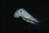 Sepia Cuttlefisn