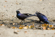 Meves's Starling