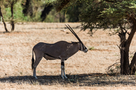 Oryx beisa