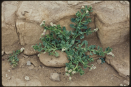 Heliotropium curassavicum