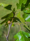 Quercus kelloggii