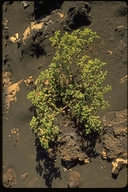 Chamaesyce amplexicaulis