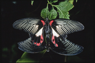 Papilio deiphobus rumanzovia