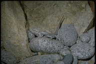 Side Blotched Lizard